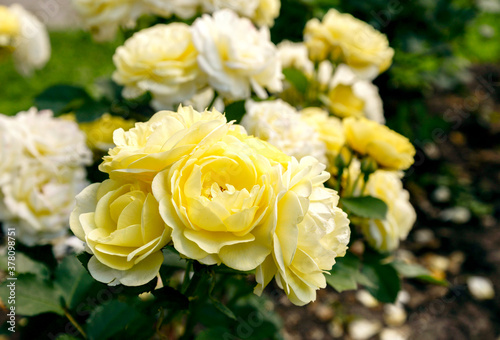 Fototapeta Naklejka Na Ścianę i Meble -  bunch of yellow roses in garden