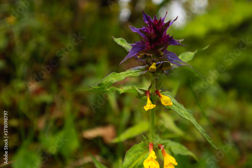 Ukrainian Carpathian Mountains. Nature photography. Macro. Yellow-purple flowers. Violet tricolor