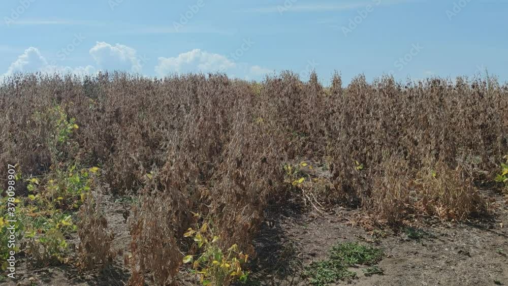 Matured soybean crop ready for harvest.mov Matured soybean crop ready for harvest.mov