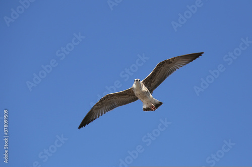 Seagull in low level flight against the blue sky