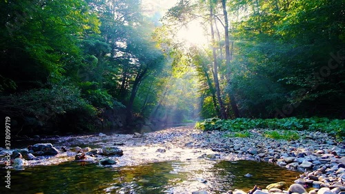 beautiful morning sun rays in green forest by the river 