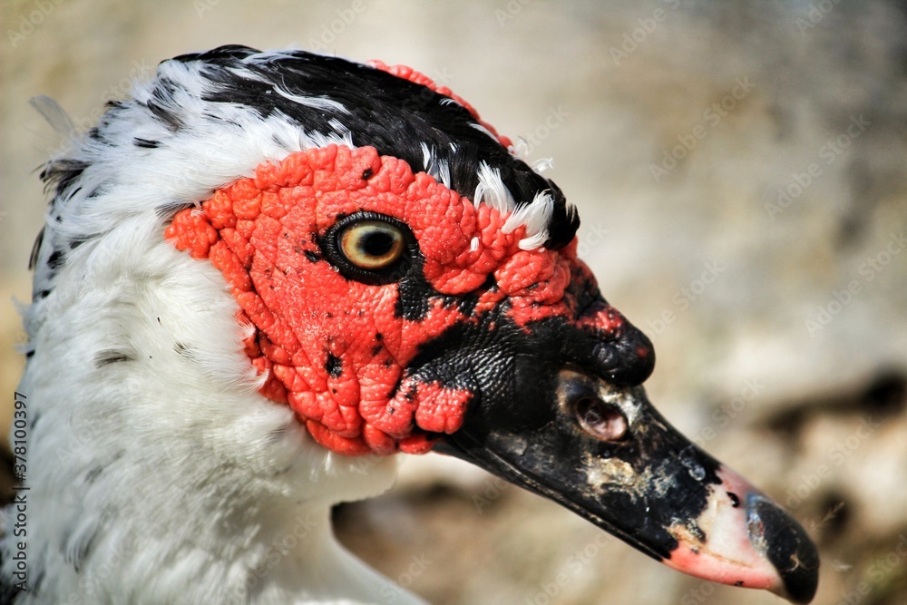 Fotografie Duck in Reina Sofia park in Guardamar