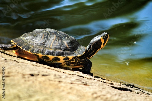 Turtle sunbathing next to a pond