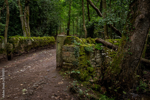 Old bridge in the woods © Nathan P Taylor