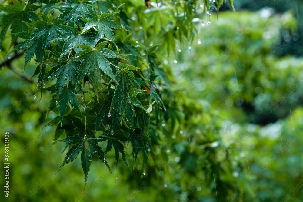 Beautiful plants. Beautiful plants.