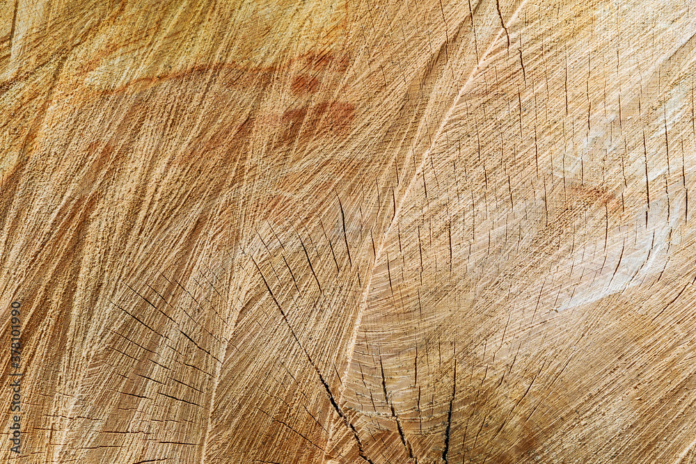 Fototapeta premium Texture of tree stump. Cross section of tree. Background.