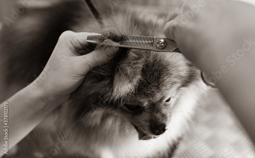 Haircut of pomeranian dog in grooming salon.