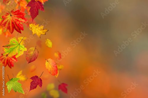 Falling autumn maple leaves...