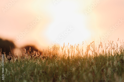 Closeup shot of grass on the hill during the sunset 