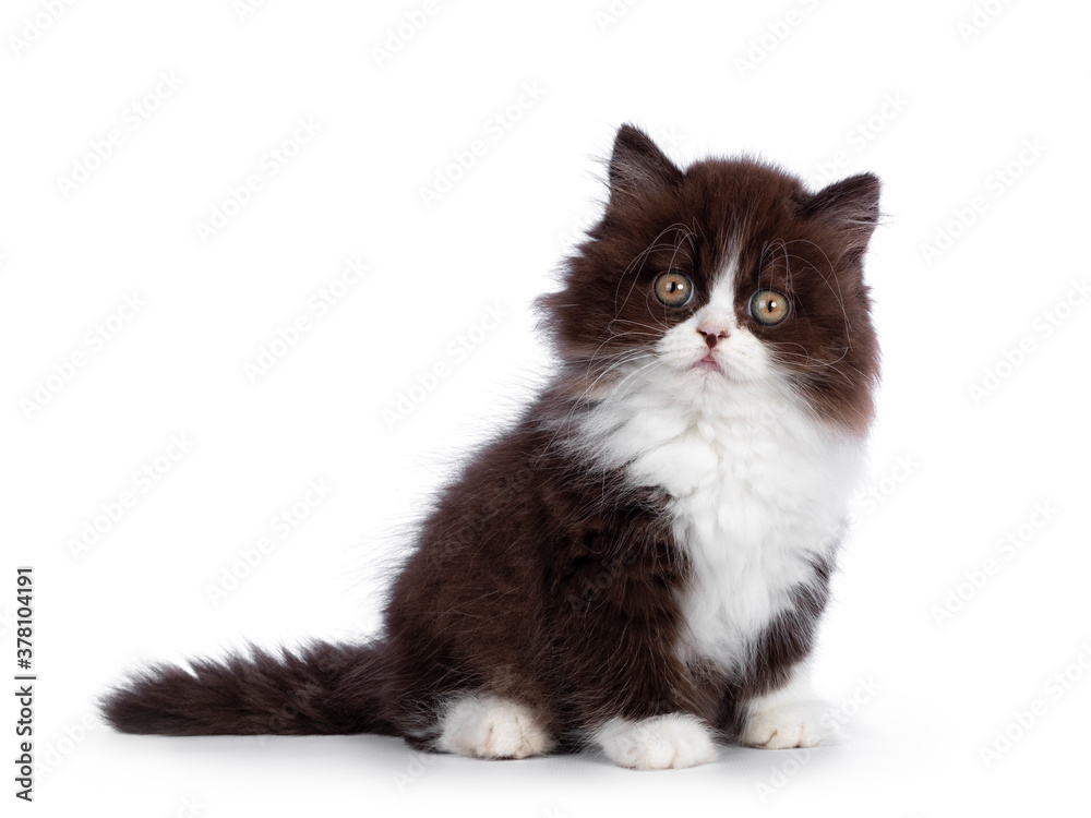 Adorable brown with white fluffy British Longhair cat kitten, sitting side ways. Looking at camera with round eyes. Isolated on white background.