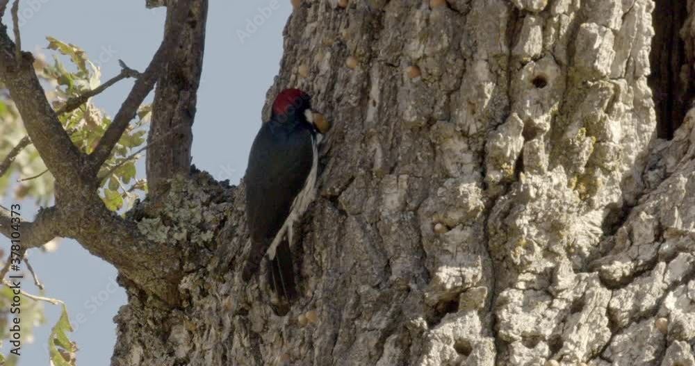 Acorn woodpecker perching on tree