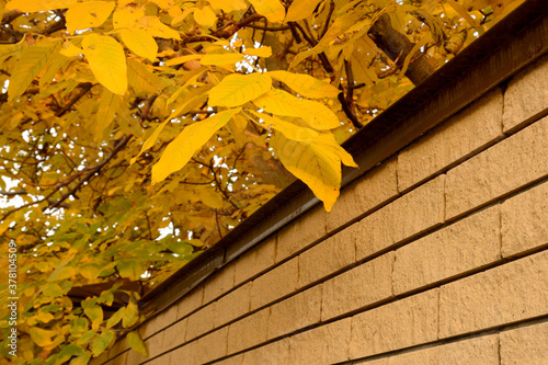 Yellow leaves of a tree on a branch. Branch over the fence, horizontal autumn photo