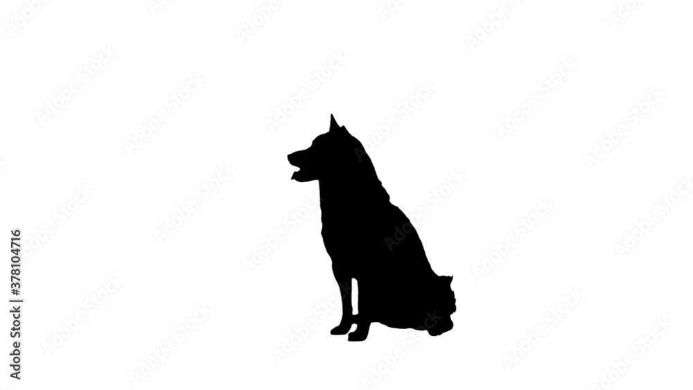 Adorable small shiba inu sitting near the ball waiting for some Adorable small shiba inu sitting near the ball waiting for some