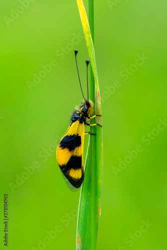 Ownfly ,  Libelloides is a genus of net-winged insects belonging to the family Ascalaphidae subfamily Ascalaphinae. photo