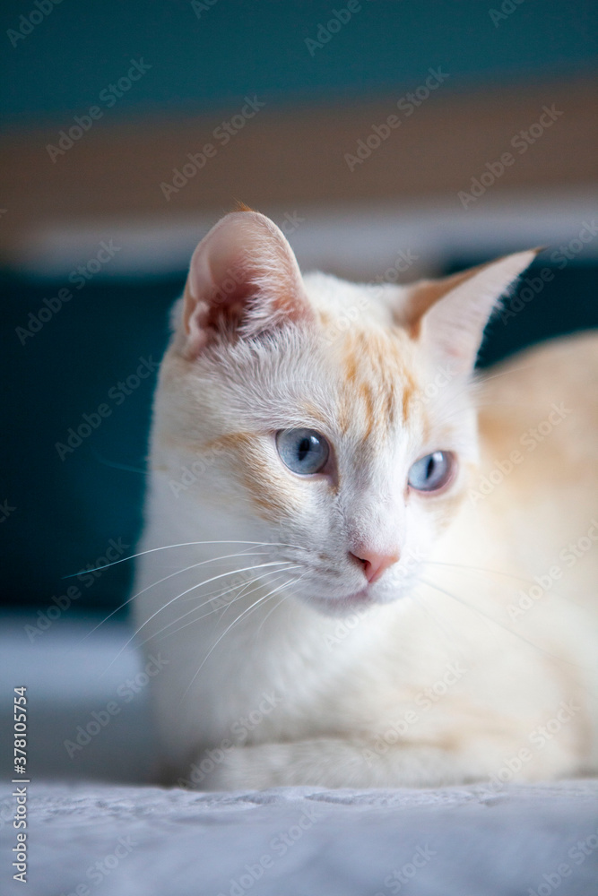 Gato blanco con ojos azules en primer plano Gato blanco con ojos azules en primer plano