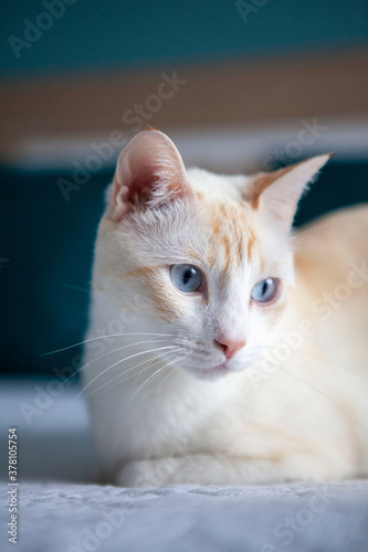 Obraz na płótnie Gato blanco con ojos azules en primer plano w salonie