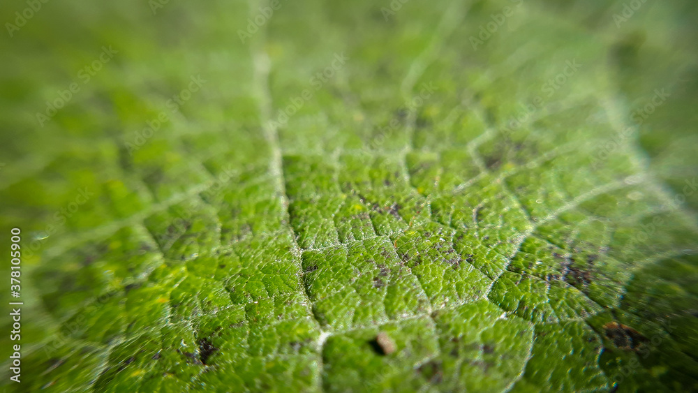 Closeup leaf background. Abstract macro plant pattern. Botany textured Closeup leaf background. Abstract macro plant pattern. Botany textured