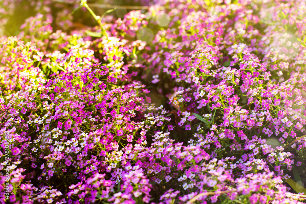 Background of small purple autumn flowers. Beautiful landscape of flower garden.