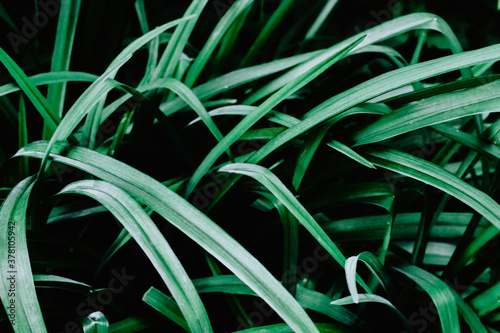 Green tropical plant close-up. Abstract natural floral background Selective f...