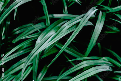 Green tropical plant close-up. Abstract natural floral background Selective f...