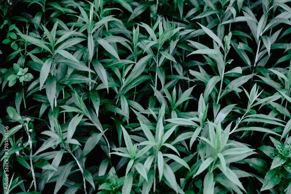 nice and textural,green and clean plant leaves nice and textural,green and clean plant leaves