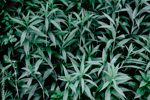 nice and textural,green and clean plant leaves