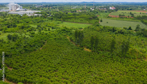 top view forest background, bird eye view green nature, big tree, green leaves 