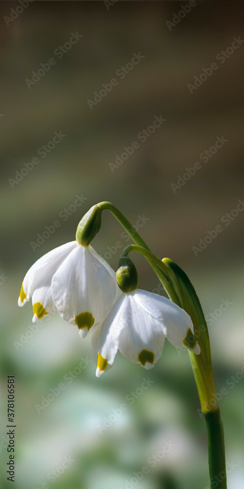 a soft flower blossom in a nature garden a soft flower blossom in a nature garden