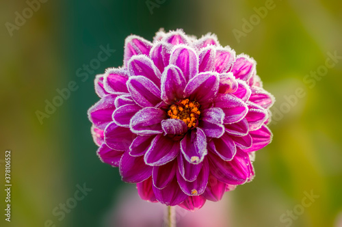 a soft flower blossom in a nature garden
