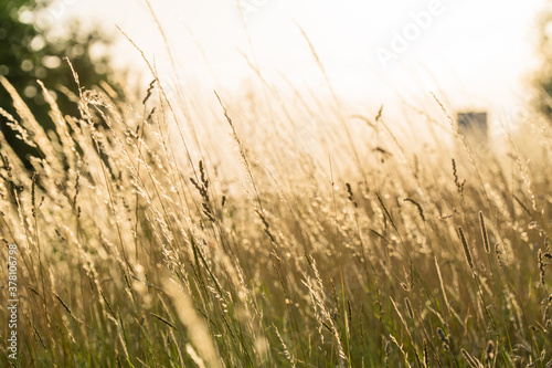 Nature yellow golden wheat grass grain cereal agriculture field plant farm crop in summer sun sunset harvest