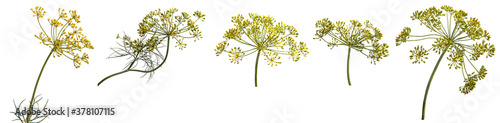 flowering branch of dill on a white background. set, collection