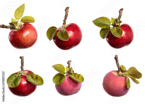 Fototapeta Naklejka Na Ścianę i Meble -  ripe juicy apples on a branch on a white background. set, collection
