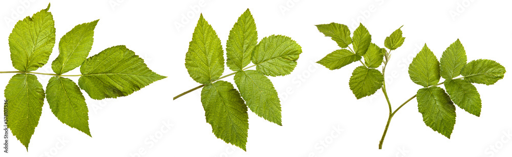 green raspberry leaves on a white background. set, collection green raspberry leaves on a white background. set, collection