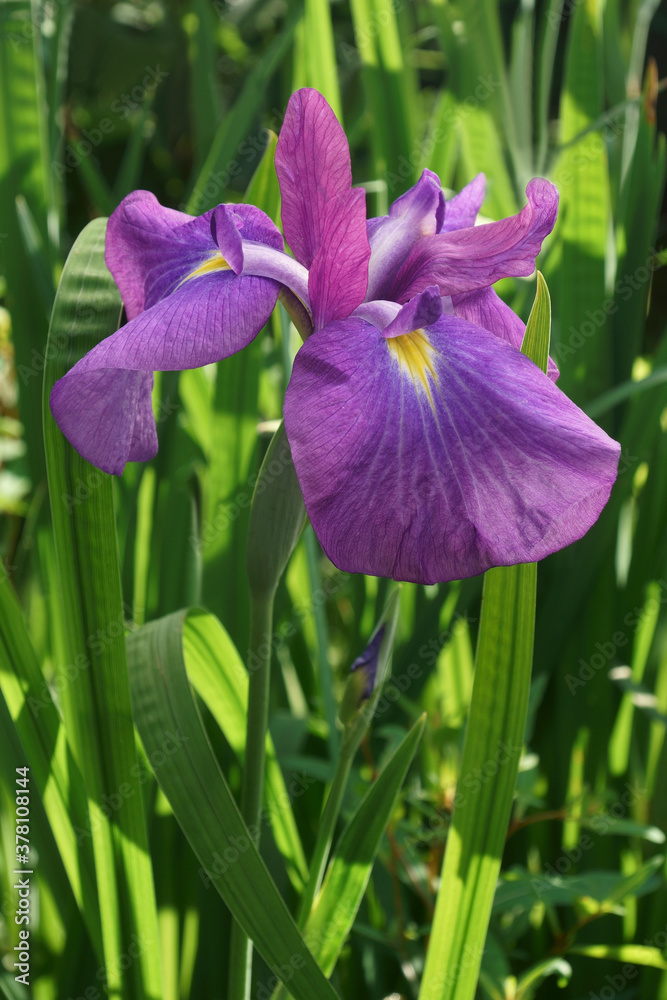 Japanese iris (Iris ensata). Another scientific name Iris kaempferi Japanese iris (Iris ensata). Another scientific name Iris kaempferi