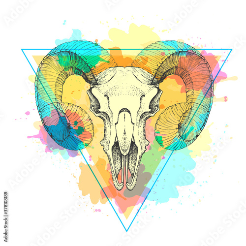 Hipster animal skull on artistic polygon watercolor background. Skull of ram or mouflon