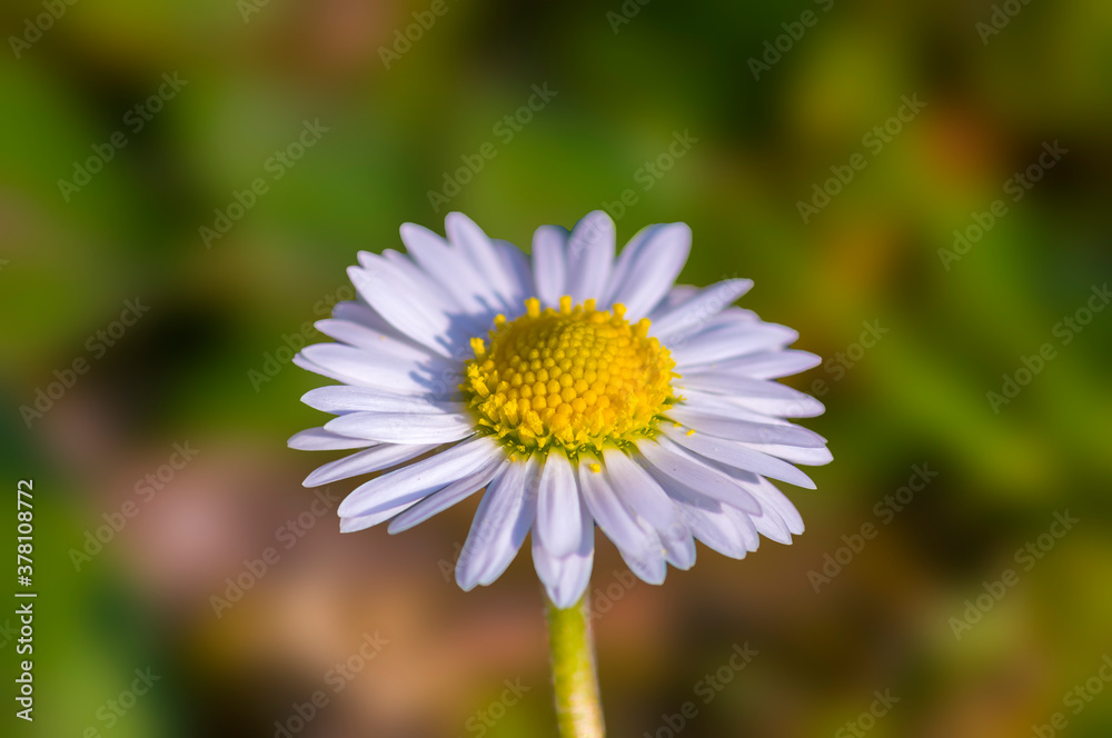 a soft flower blossom in a nature garden a soft flower blossom in a nature garden