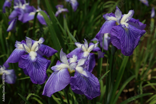 Rainy Violet