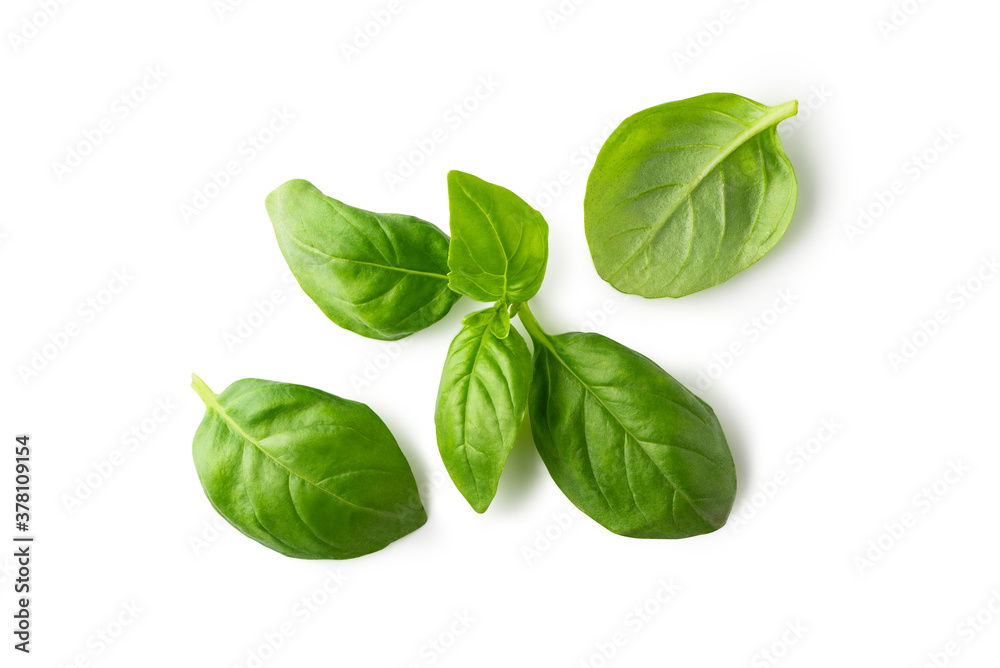 Fresh basil leaves isolated on white background. Clipping path Fresh basil leaves isolated on white background. Clipping path