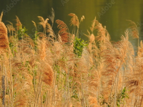 Lato nad wodą - trawy w ciepłych kolorach, tło