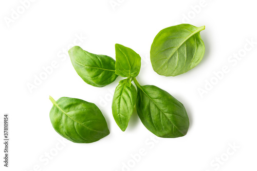 Fresh basil leaves isolated on white background. Clipping path