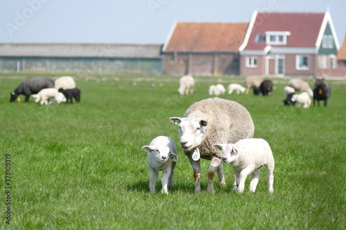 Sheep with two lambs on a meadow in front of the farmhouse