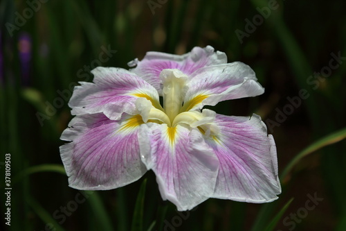 Rainy Violet