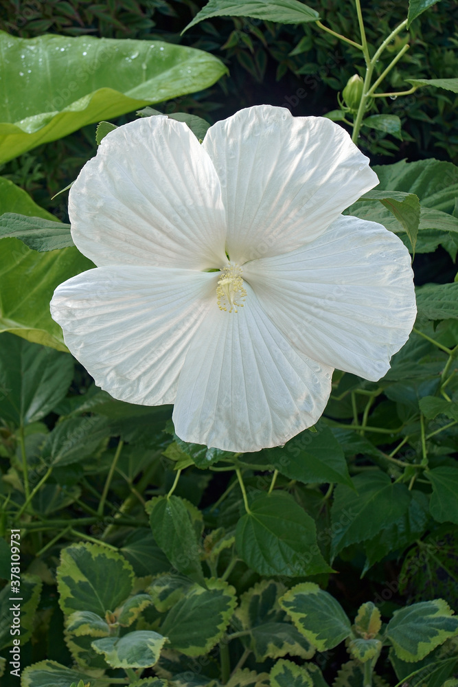 Blue River II hardy hibiscus (Hibiscus moscheutos 'Blue River II') Blue River II hardy hibiscus (Hibiscus moscheutos 'Blue River II')