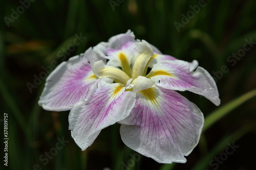 Rainy Violet