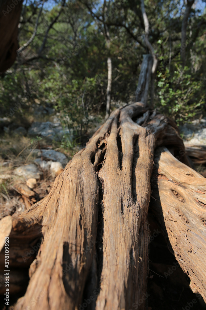 closeup of twisted trunk of marine juniper