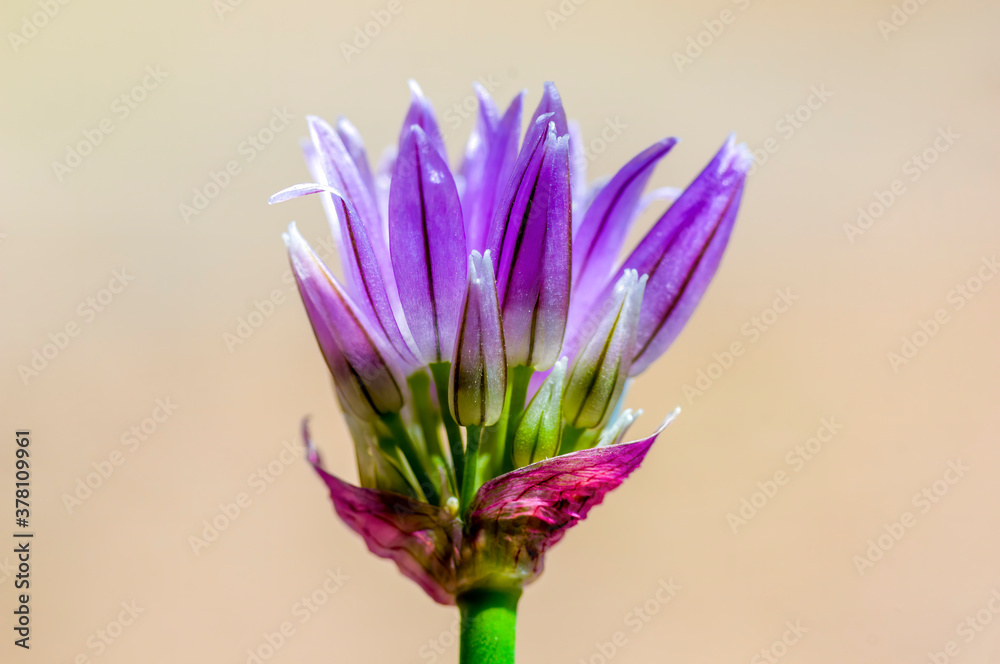 a soft flower blossom in a nature garden a soft flower blossom in a nature garden
