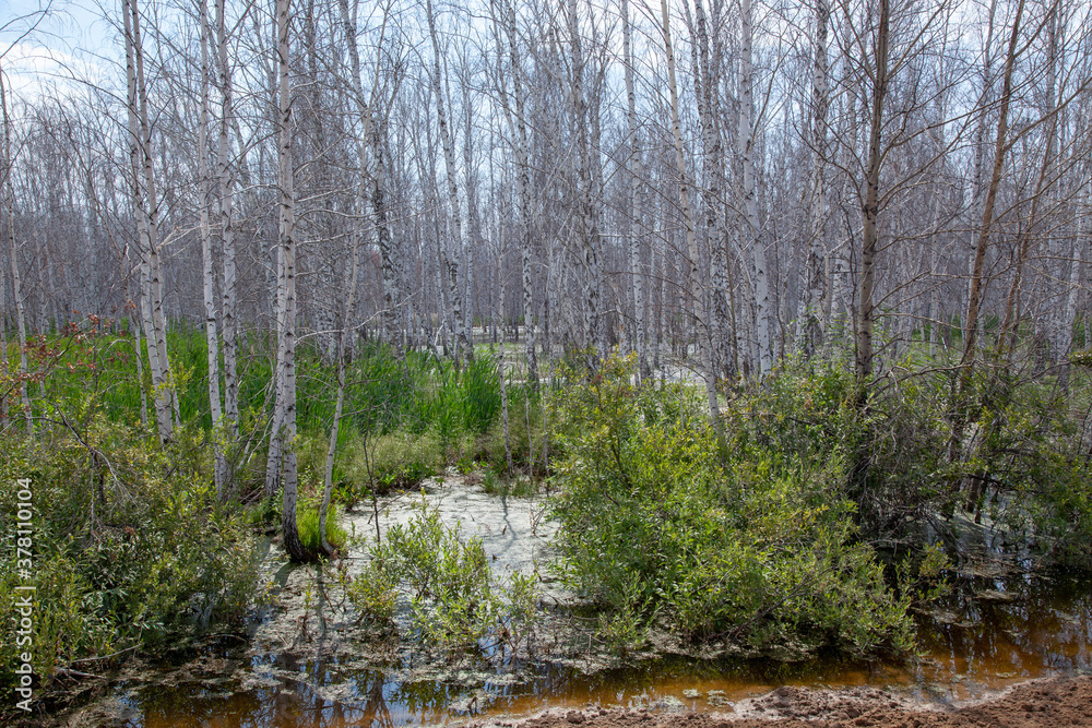 White-barked birch trees without leaves in a wetland surrounded by reeds and cattails. White-barked birch trees without leaves in a wetland surrounded by reeds and cattails.