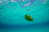 una hoja flotando en el mar caribe