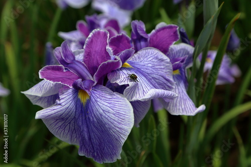 Rainy Violet