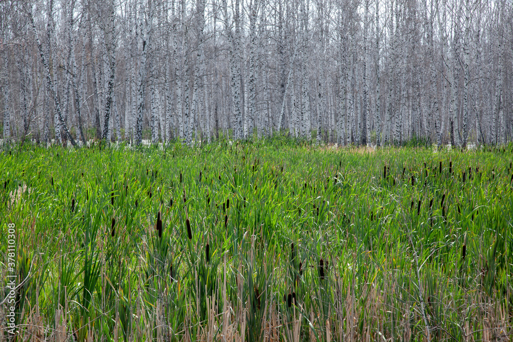 Reeds and cattail close-up against the background of white-bore birches without leaves. Reeds and cattail close-up against the background of white-bore birches without leaves.